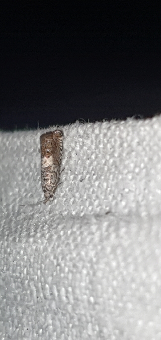 Cydia ilipulana  - Melchior Viallet