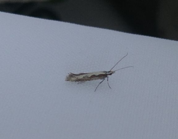Plutella xylostella 