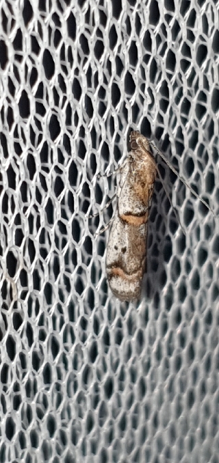 Acrobasis centunculella  - Melchior Viallet
