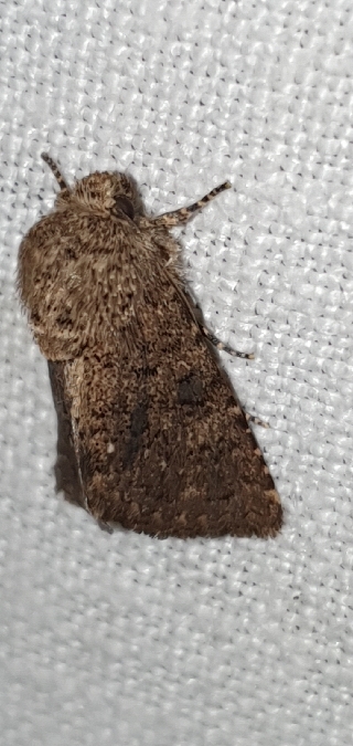 Recoropha canteneri  - Melchior Viallet