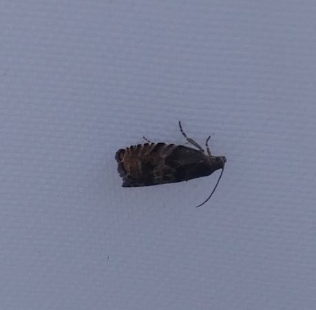 Grapholita sp. 