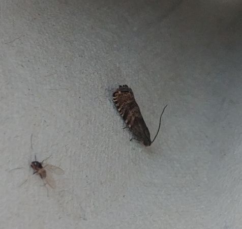 Grapholita sp. 