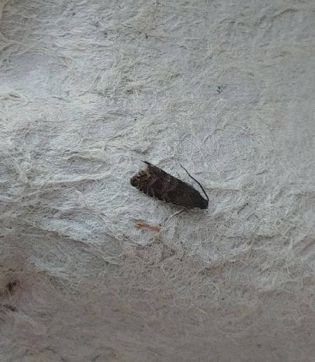 Grapholita sp. 