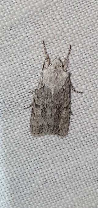 Lithophane ornitopus  - Melchior Viallet