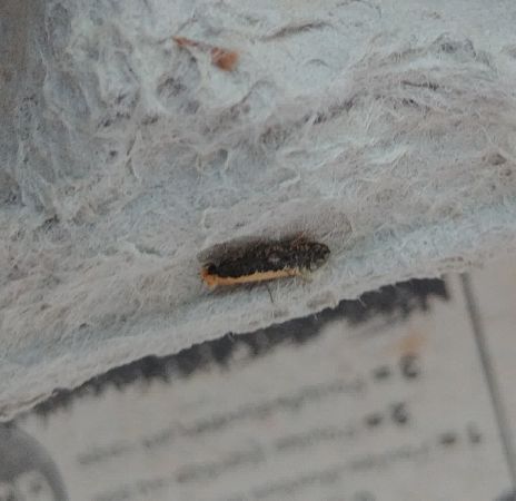 Monopis obviella 