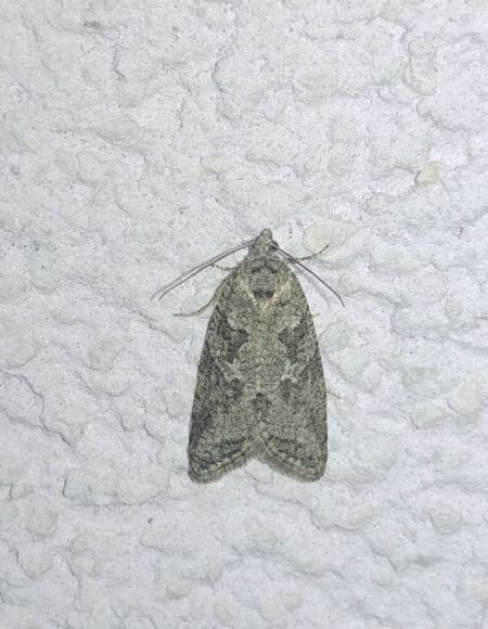 Cnephasia sp. 