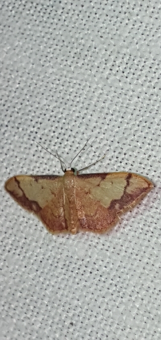 Idaea ostrinaria  - Melchior Viallet