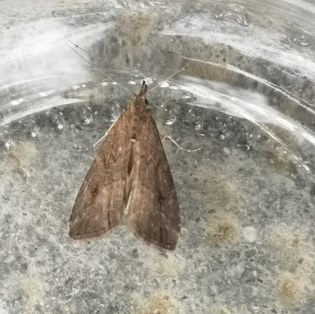 Schrankia costaestrigalis  - Françoise Rauzieres (TGB-SSNTG)