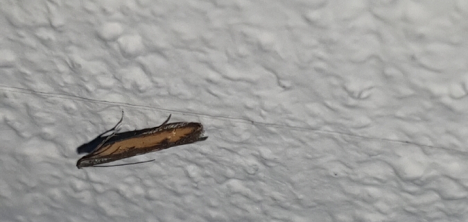 Crossobela trinotella  - Melchior Viallet