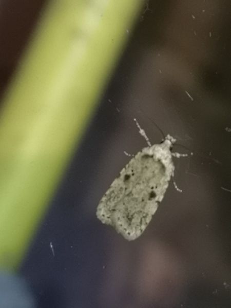 Agonopterix arenella  - Françoise Rauzieres (TGB-SSNTG)