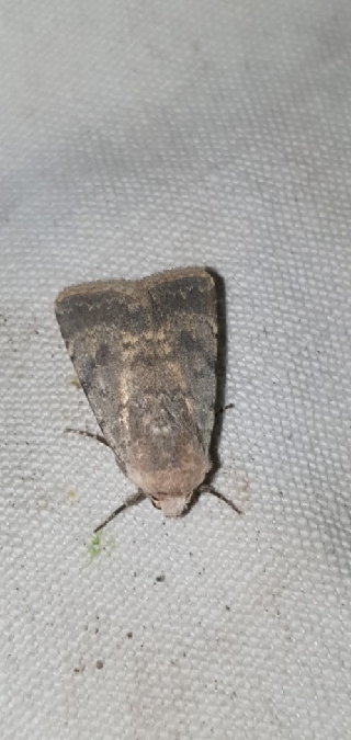 Eremodrina oberthuri  - Melchior Viallet