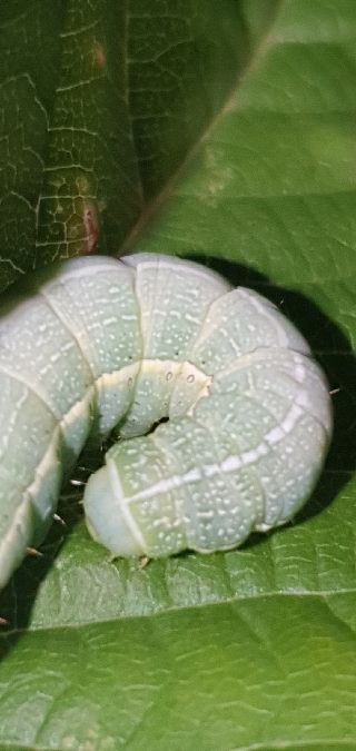 Orthosia incerta  - Melchior Viallet