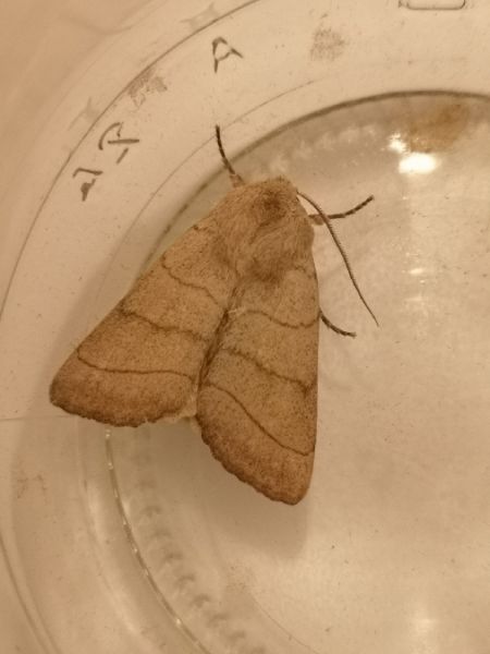 Charanyca trigrammica  - Françoise Rauzieres (TGB-SSNTG)