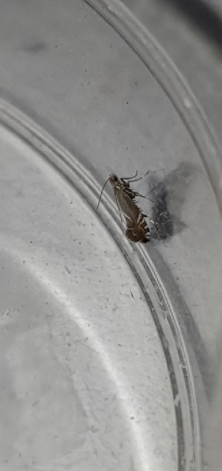 Glyphipterix simpliciella  - Melchior Viallet