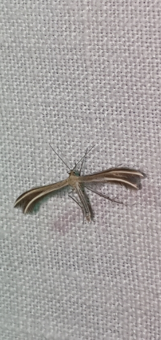 Merrifieldia leucodactyla  - Melchior Viallet