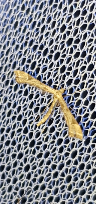Platyptilia sp.  - Melchior Viallet