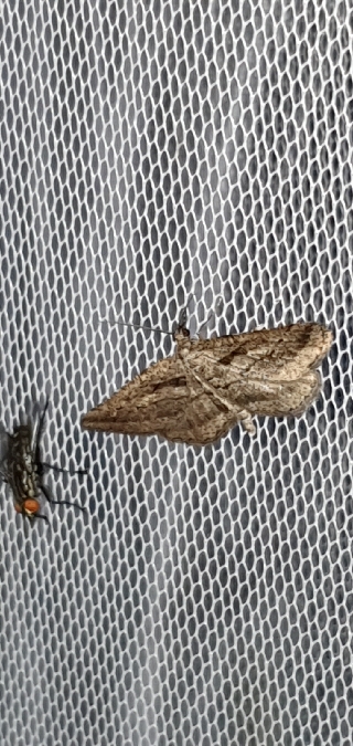 Rhoptria asperaria  - Melchior Viallet