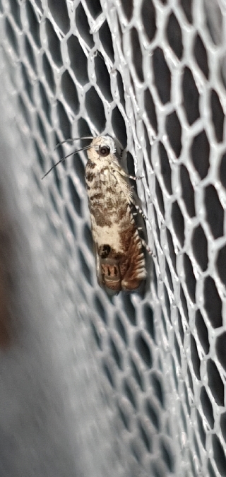 Cydia ilipulana  - Melchior Viallet