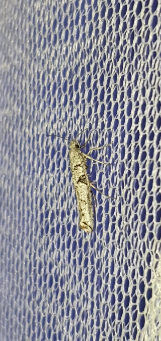 Distagmos ledereri  - Melchior Viallet