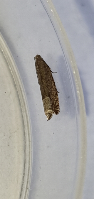 Ancylis tineana  - Melchior Viallet