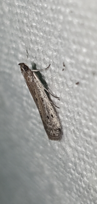 Phycitodes saxicola  - Melchior Viallet