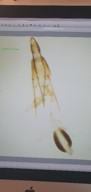 Phycitodes saxicola  - Melchior Viallet
