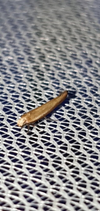 Zelleria hepariella  - Melchior Viallet