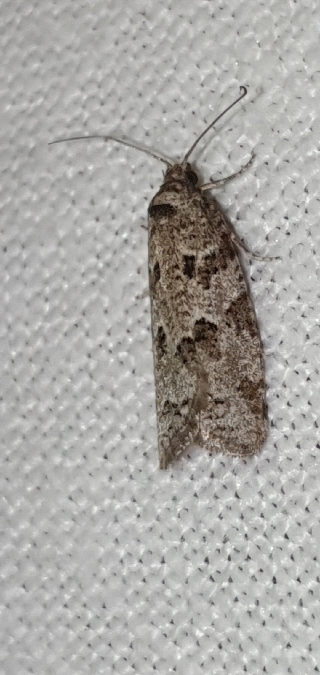 Cnephasia stephensiana  - Melchior Viallet