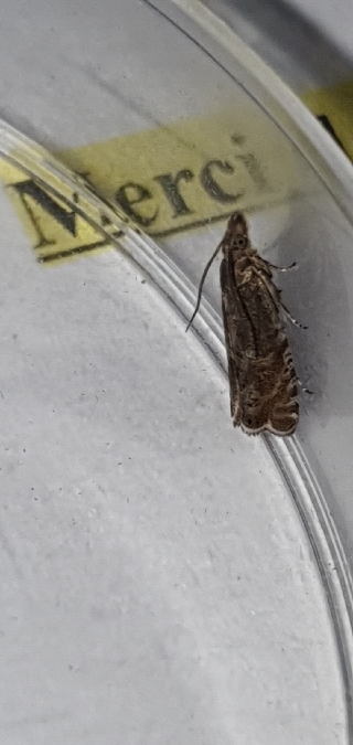 Dichrorampha plumbagana  - Melchior Viallet