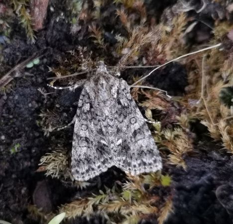 Acronicta rumicis  - Françoise Rauzieres (TGB-SSNTG)