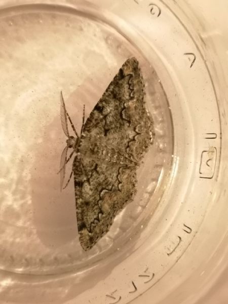Cleorodes lichenaria  - Françoise Rauzieres (TGB-SSNTG)