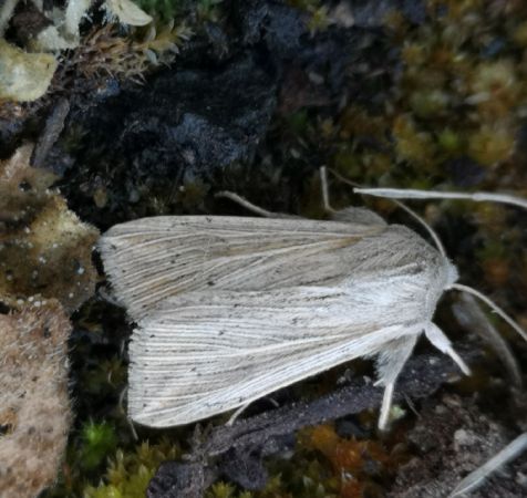 Anapoma riparia  - Françoise Rauzieres (TGB-SSNTG)
