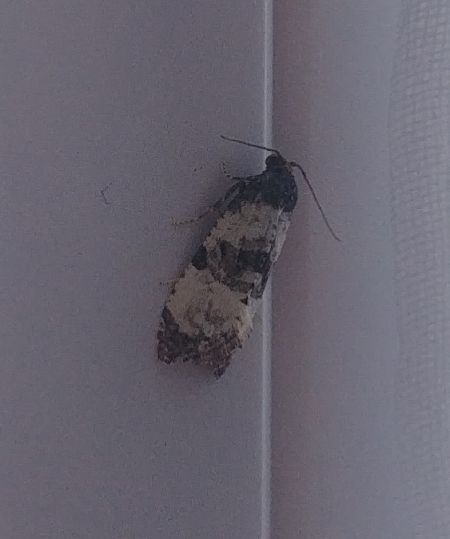 Cochylis atricapitana 
