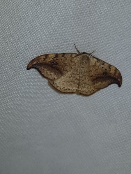 Faucille  - Thomas Lux