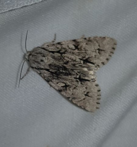 Acronicta cuspis  - Thomas Lux
