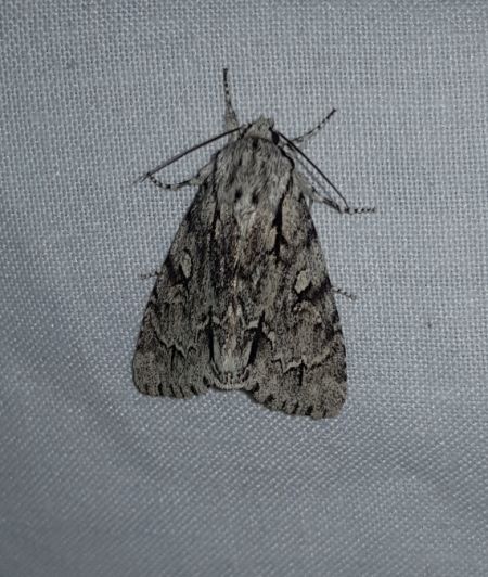 Acronicta cuspis  - Thomas Lux