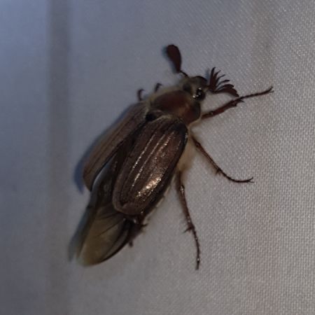 Melolontha hippocastani  - Thomas Lux