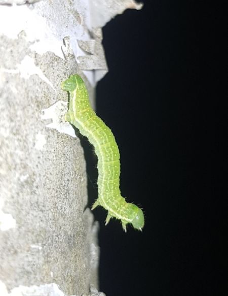 Epirrita sp.  - Thomas Lux