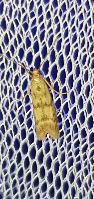 Homoeosoma sinuella  - Melchior Viallet