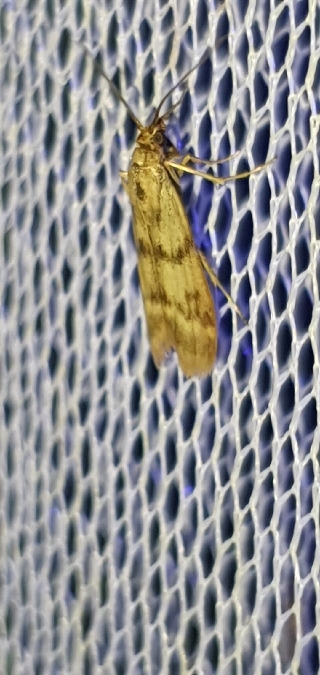 Homoeosoma sinuella  - Melchior Viallet