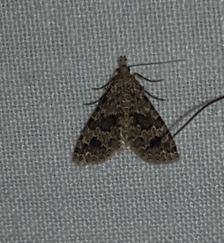 Alucita hexadactyla  - Thomas Lux