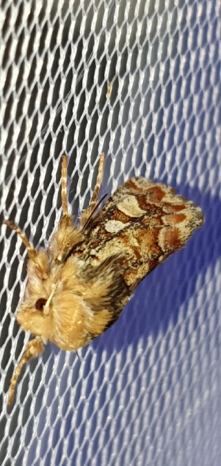 Panolis flammea  - Melchior Viallet