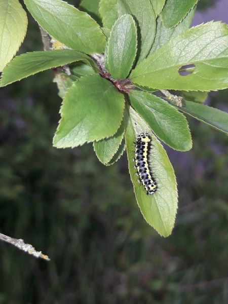 Diloba caeruleocephala  - Sylvain Lethuillier