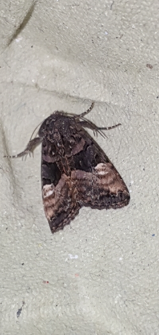 Euplexia lucipara  - Melchior Viallet