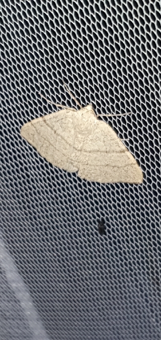 Adactylotis gesticularia  - Melchior Viallet