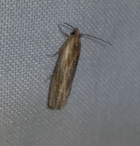 Eucosma sp.  - Thomas Lux