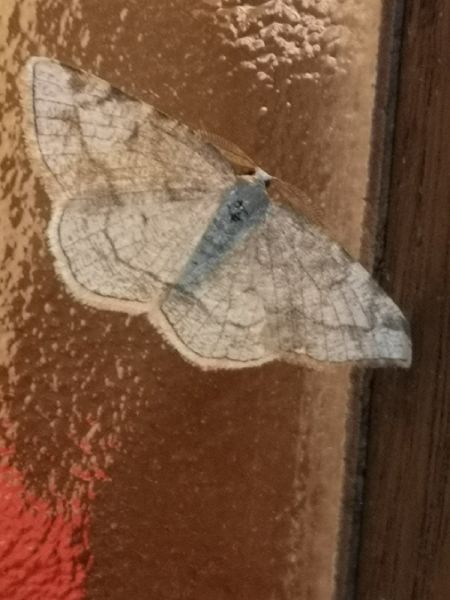 Stegania trimaculata  - Françoise Rauzieres (TGB-SSNTG)