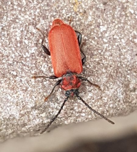 Pyrrhidium sanguineum  - Thomas Lux