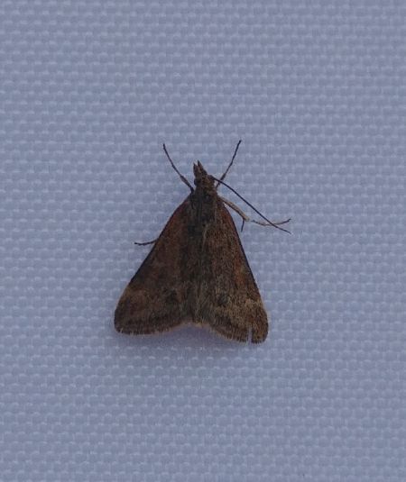 Pyrausta despicata 