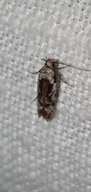 Carpatolechia decorella  - Melchior Viallet